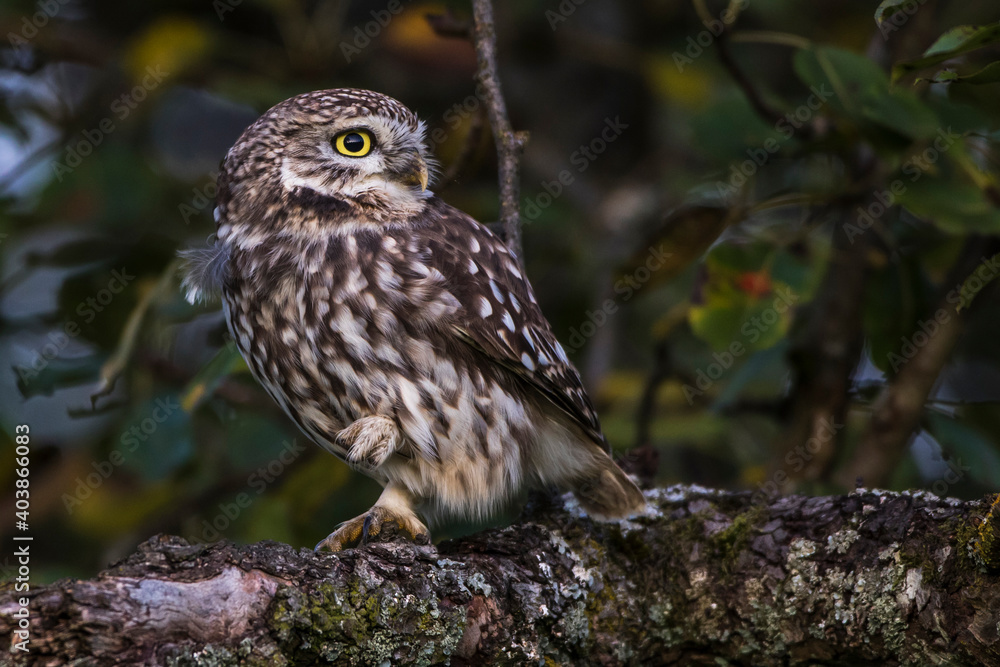 Steinkauz (Athene noctua) Steinkauz (Athene noctua)
