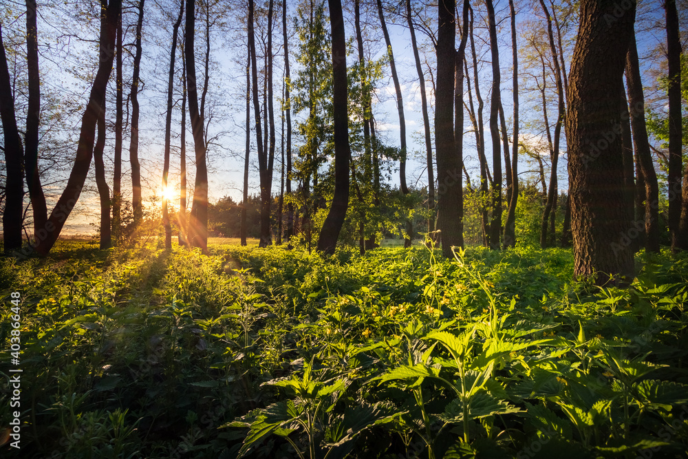 Obraz premium sunset in the woods
