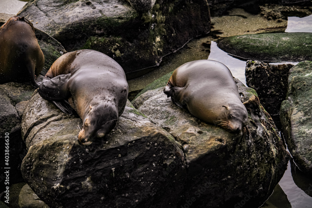 Fototapeta premium Sealion San Diego