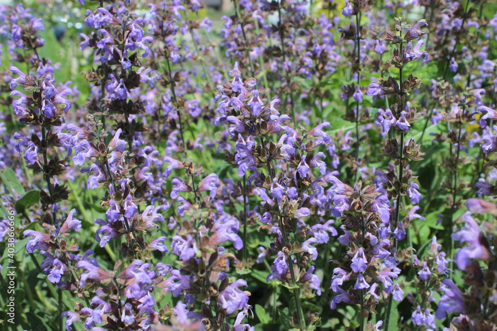 Blue flowers grow in the park, to use for the background. Blue flowers grow in the park, to use for the background.