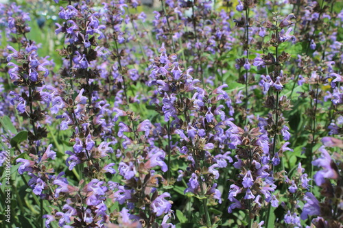 Blue flowers grow in the park, to use for the background. 