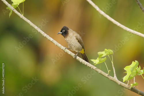 Bearded real bulbul perching on a thin shoot, greenish background photo