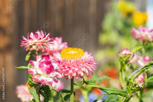 Xerochrysum bracteatum, Helichrysum, Astraceae, pink immortelle flowers on the background of a fence on a home, country flower bed photo