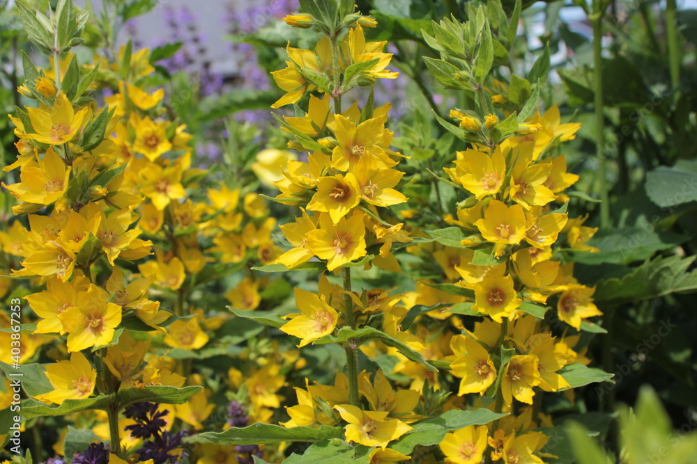Obraz premium Lysimachia with yellow flowers grows in a flower bed in the park.