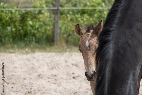 Young newly born yellow foal stands together with its brown mother. Looks over the mare s mane