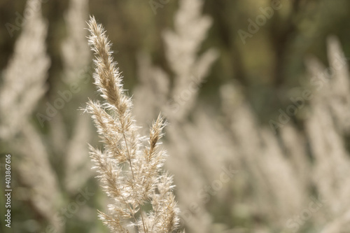 Close-up of a fluffy dry spikelet of grass against sunlight. Soft selective focus.
