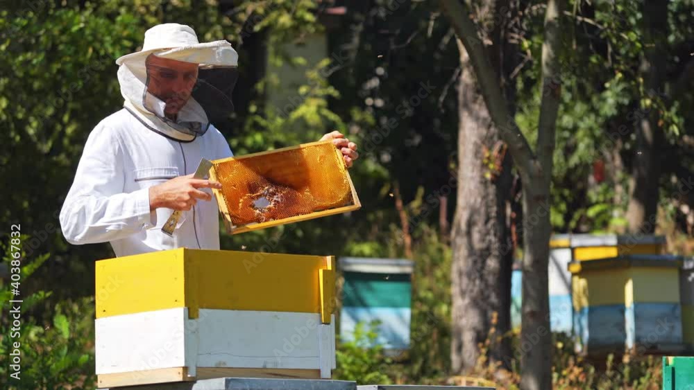 Apiculturist near beehive. Male beekeeper in protective hat and suit working in the bee-garden in bright summer day. Apiarist prepares frames with scrub. Apiculturist near beehive. Male beekeeper in protective hat and suit working in the bee-garden in bright summer day. Apiarist prepares frames with scrub.