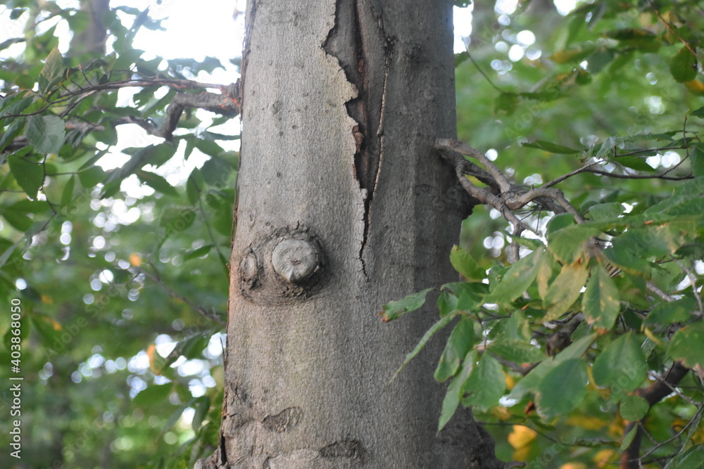 Obraz premium Trees in the woods