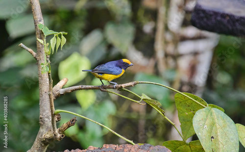 Orange-bellied euphonia (Euphonia xanthogaster), Copalinga, Podocarpus National Park, Zamora, Ecuador photo