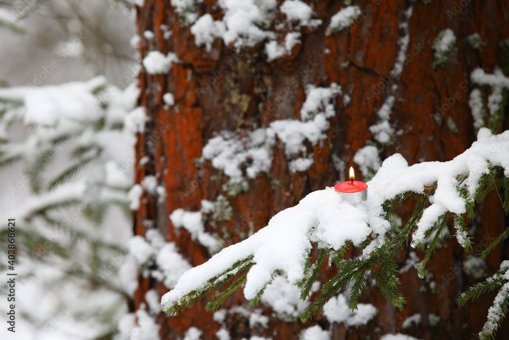 A branch of a coniferous tree covered with snow with a small round burning candle on a blurred background of a winter forest and a powerful trunk with red bark.The concept of December holidays A branch of a coniferous tree covered with snow with a small round burning candle on a blurred background of a winter forest and a powerful trunk with red bark.The concept of December holidays