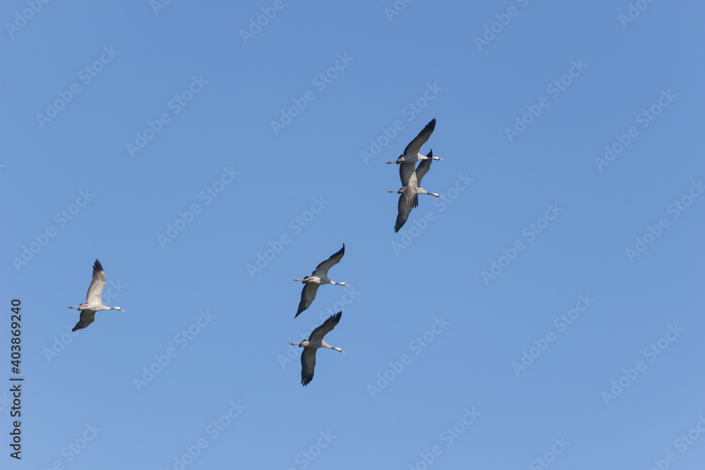 Cranes in flight.