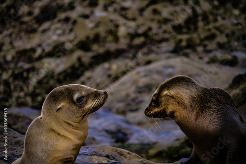 Sealion San Diego