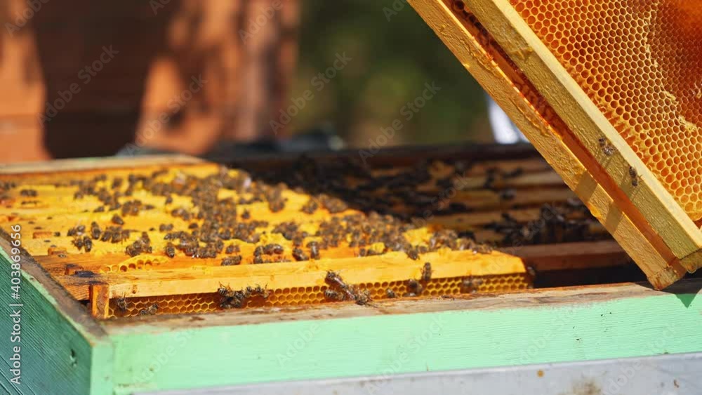 Yellow frames with honey of a bee hive. Beekeeper harvesting honey. Bee master inspecting beehive. Man holds a honey cell in his hands. Close-up. Yellow frames with honey of a bee hive. Beekeeper harvesting honey. Bee master inspecting beehive. Man holds a honey cell in his hands. Close-up.