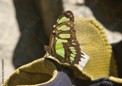 Beautiful butterfly, Podocarpus National Park, Zamora, Ecuador  photo