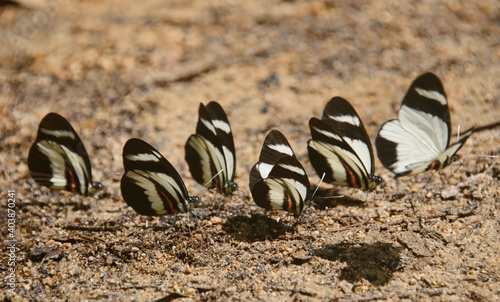 Perrhybris Lorena butterflies, Podocarpus National Park, Zamora, Ecuador photo