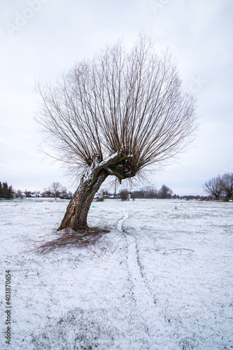 фотографія willows in winter in the pasture