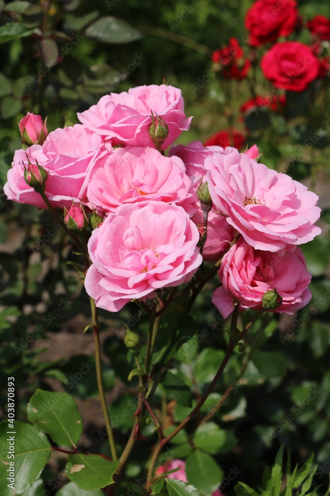Pink and red roses in the garden in Germany