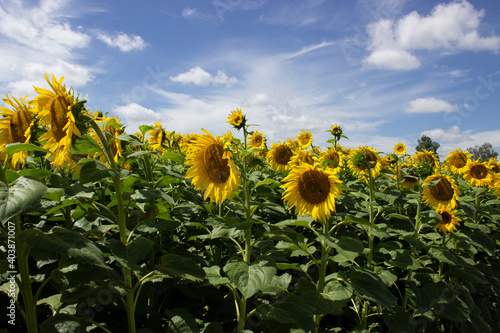 field of sunflowers