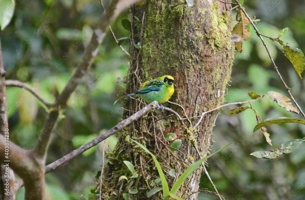 Green-and-gold tanager (Tangara schrankii), Copalinga, Podocarpus National Park, Zamora, Ecuador Green-and-gold tanager (Tangara schrankii), Copalinga, Podocarpus National Park, Zamora, Ecuador