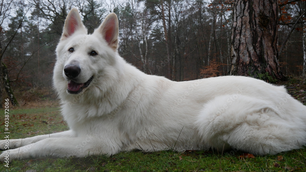 White shepherd dog (Berger blanc suisse) lying on ground with autumn leaves and looking happy White shepherd dog (Berger blanc suisse) lying on ground with autumn leaves and looking happy