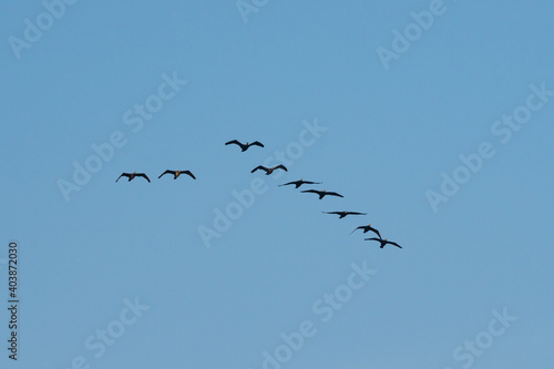 Flying cormorants against the blue sky. Animal