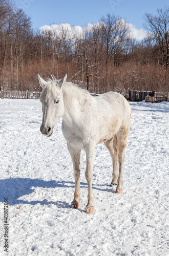 White horse at the farm in winter