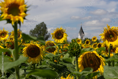 field of sunflowers with church in the background