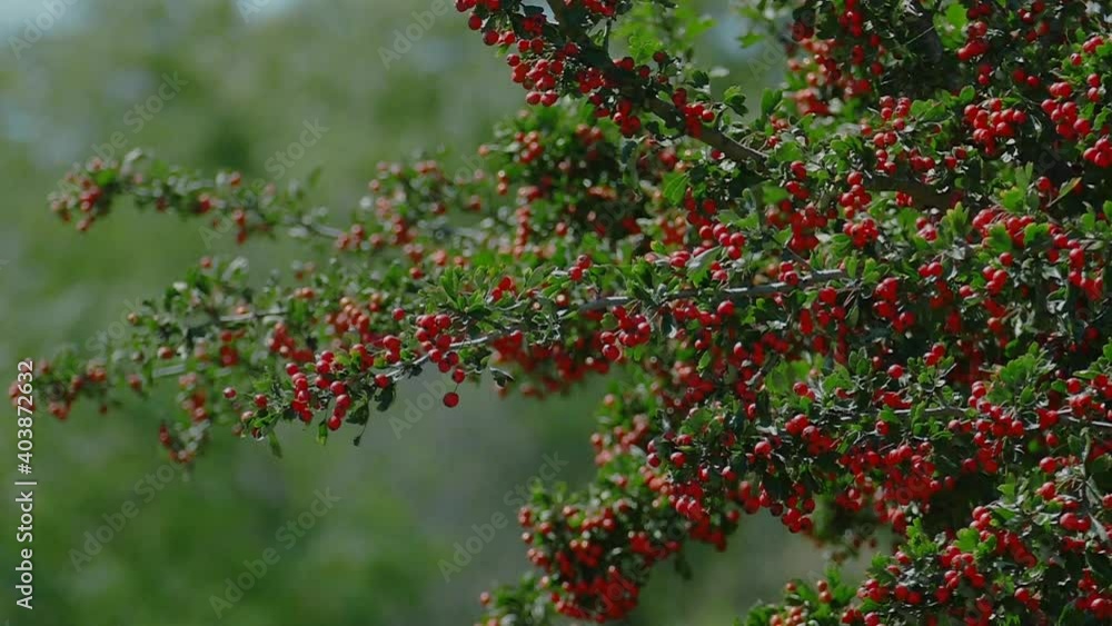 Bunches of hawthorn. Berry branches. Medicinal plants. Gifts of nature. Bunches of hawthorn. Berry branches. Medicinal plants. Gifts of nature.