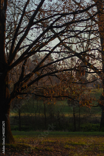 autumn in the park © João Silva