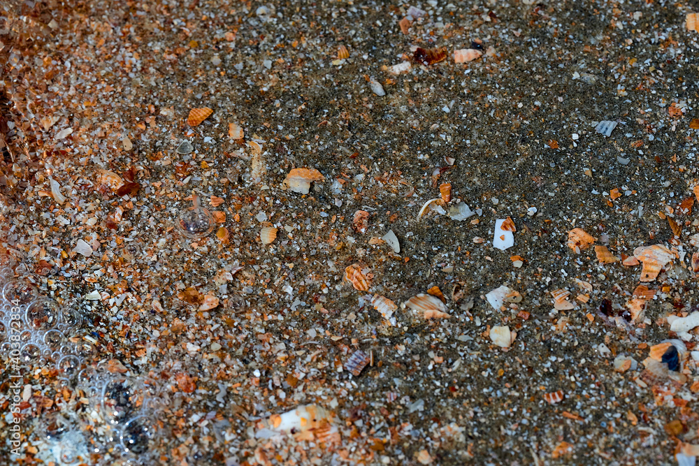Seaside. Sea bottom. Shell rock. Seaside. Sea bottom. Shell rock.