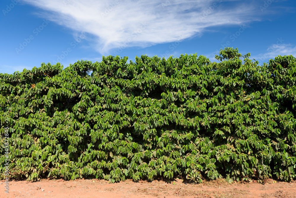 Group of coffee tree plants by a dirt road, with blue sky on a sunny day