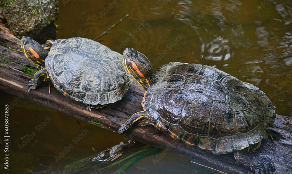 Red-eared slider turtle (Trachemys scripta), Ecuador Red-eared slider turtle (Trachemys scripta), Ecuador