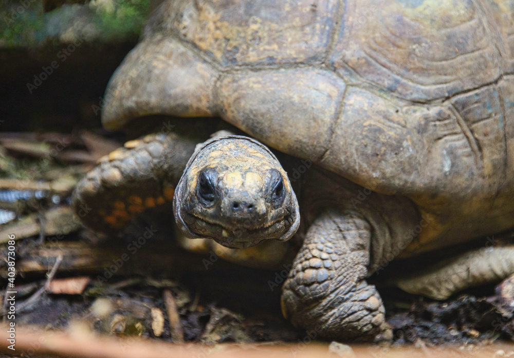 Galápagos giant tortoise (Chelonoidis nigra), Ecuador Galápagos giant tortoise (Chelonoidis nigra), Ecuador