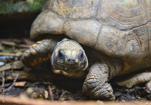 Galápagos giant tortoise (Chelonoidis nigra), Ecuador