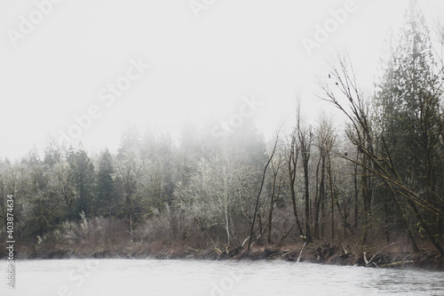 Wallpaper Mural Several bald eagles perched on a tree above the Skagit River in Washington State Torontodigital.ca