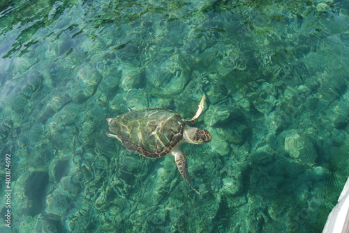 Greece, Zakynthos island, caretta caretta turtle