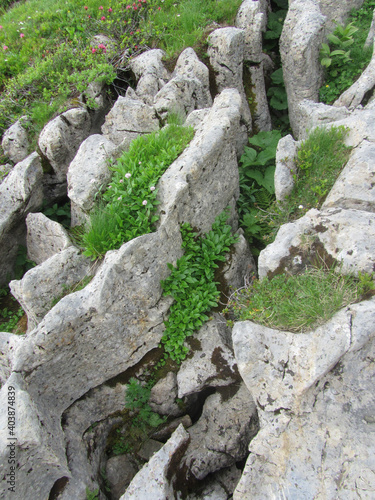 Eroded limestone in the Alps with alpine vegetation photo