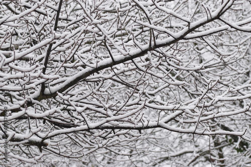 neige neige