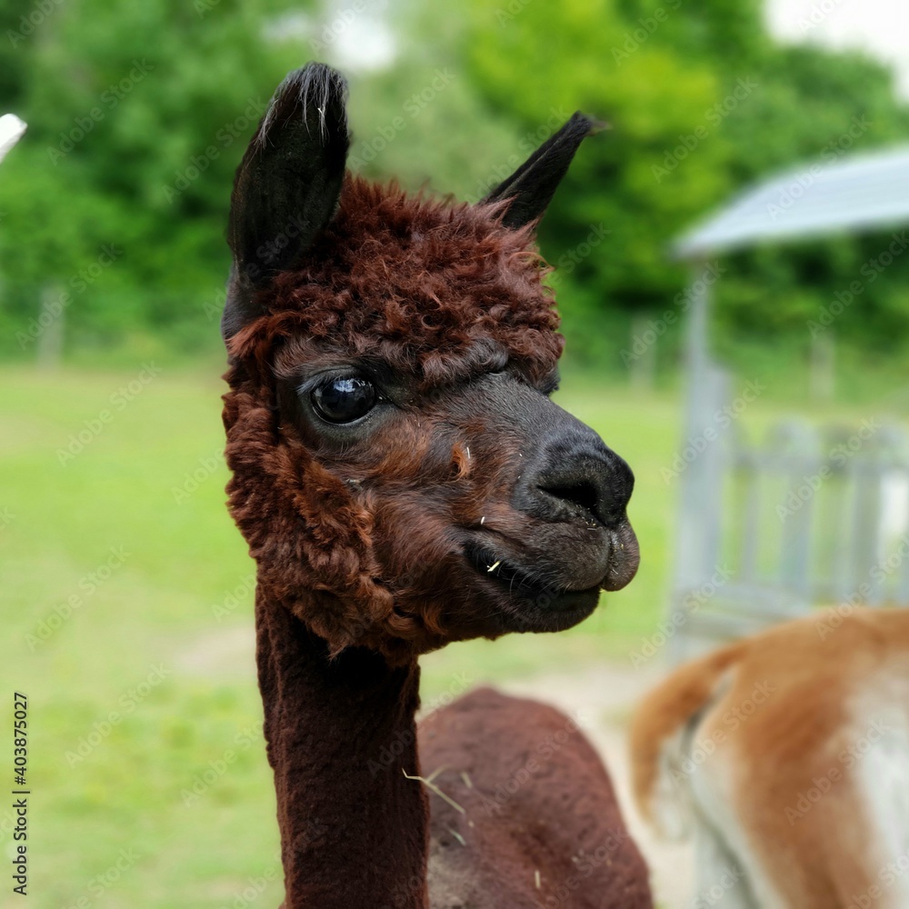 Fototapeta premium Lama