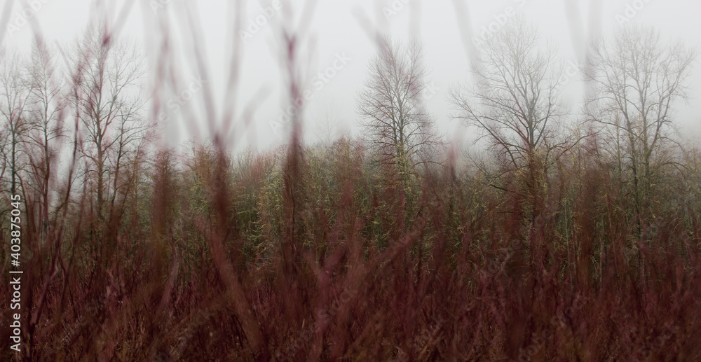 Obraz premium A forest filled with beautiful trees under cold winter weather