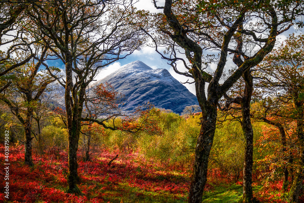 Forest and snowy mountains peak in Connemara, County Galway, Ireland Forest and snowy mountains peak in Connemara, County Galway, Ireland