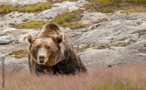 Fotografía Brown bear (Norway)