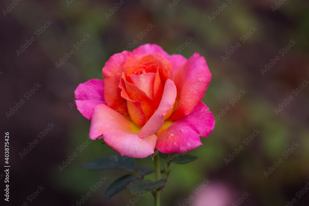 rose close up nice colors