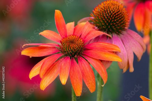Colorful Flower Close Up