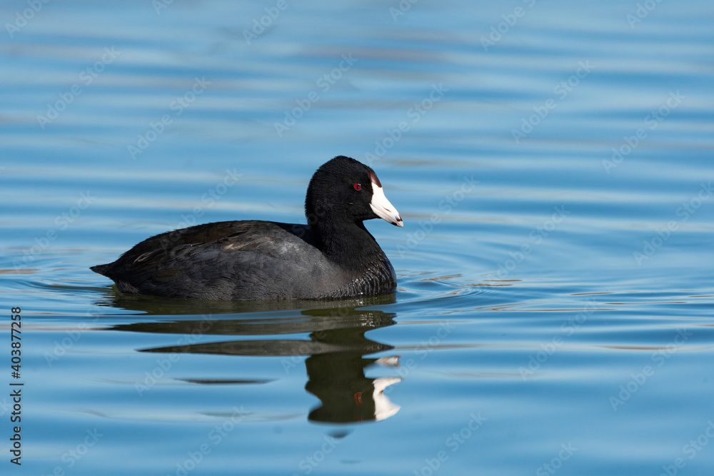 American Coot swimming with its reflection in a calm lake American Coot swimming with its reflection in a calm lake