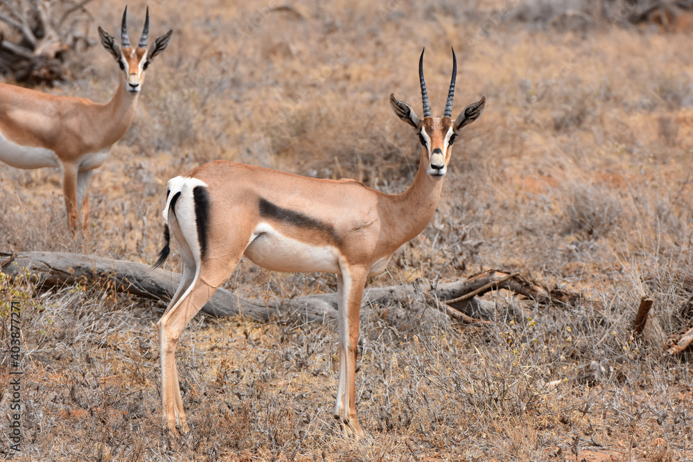 Grant's gazelle in Samburu National Reserve, Kenya Grant's gazelle in Samburu National Reserve, Kenya