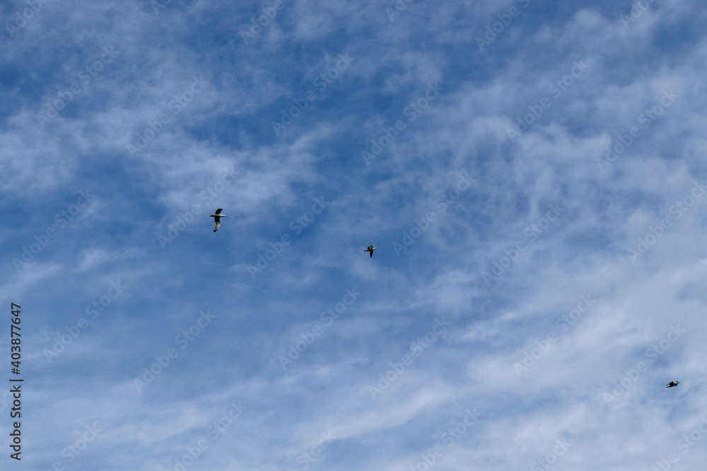 seagulls flying in the sky