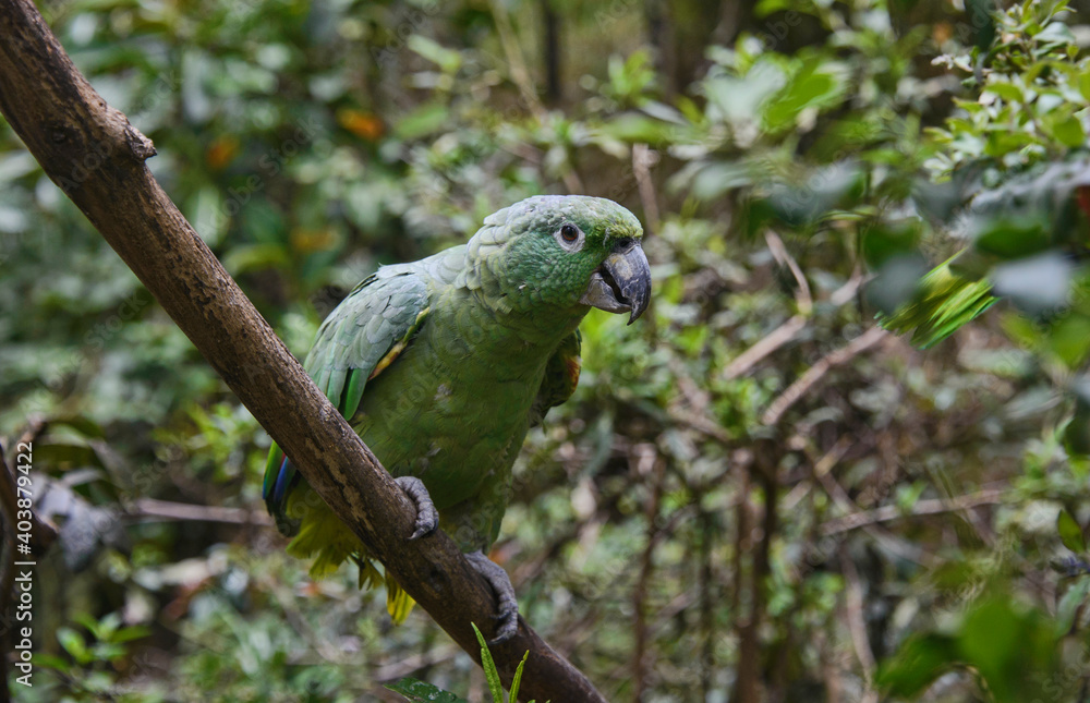 Southern mealy parrot (Amazona farinosa), Ecuador Southern mealy parrot (Amazona farinosa), Ecuador