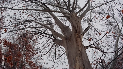 Low angle steadyshot of huge tree in winter with dry colorful leaves photo