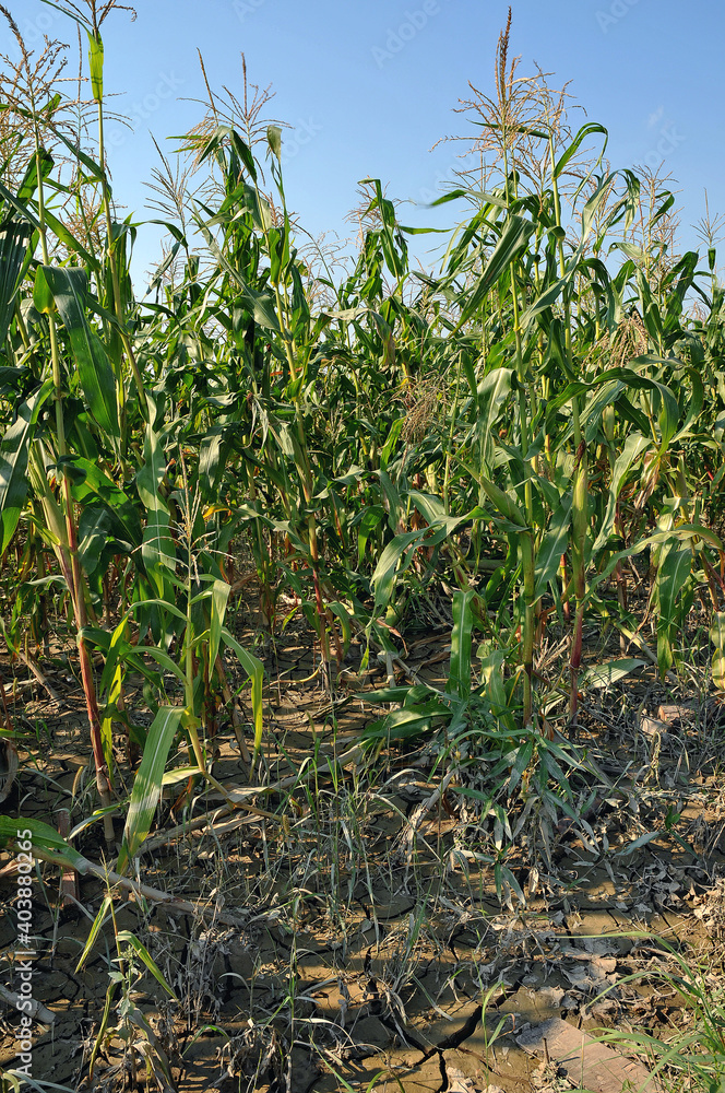 The damage after flood crisis at the village,Ukraine. Corn field after the flood The damage after flood crisis at the village,Ukraine. Corn field after the flood